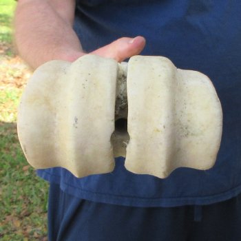 29" Giraffe Metacarpal Leg Bone 