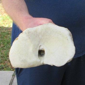 29" Giraffe Metacarpal Leg Bone 