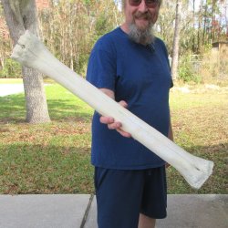 29" Giraffe Metacarpal Leg Bone 