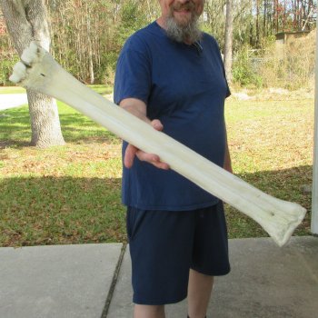 29" Giraffe Metacarpal Leg Bone 