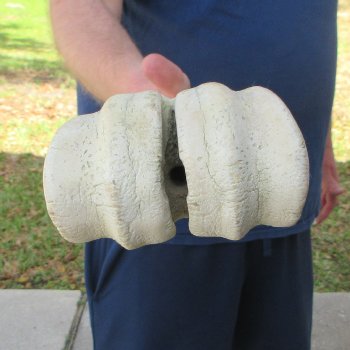 29" Giraffe Metacarpal Leg Bone 