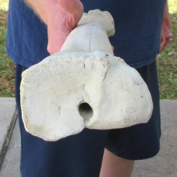 29" Giraffe Metacarpal Leg Bone 