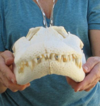  Real 17-1/2" Florida Alligator Skull