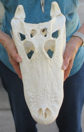  Real 17-1/2" Florida Alligator Skull