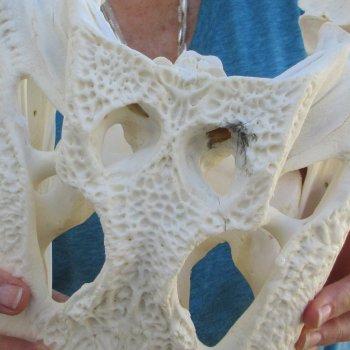  Real 17-1/2" Florida Alligator Skull