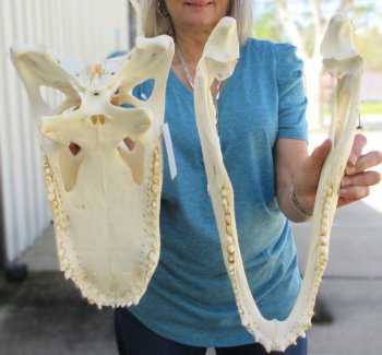  Real 17-1/2" Florida Alligator Skull