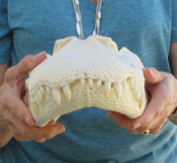  Real 18" B-Grade Florida Alligator Skull