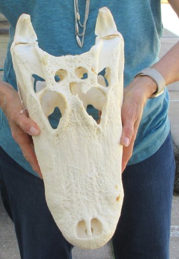 Real 18" B-Grade Florida Alligator Skull