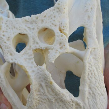  Real 18" B-Grade Florida Alligator Skull