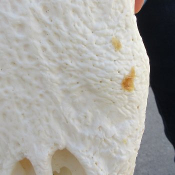  Real 18" B-Grade Florida Alligator Skull