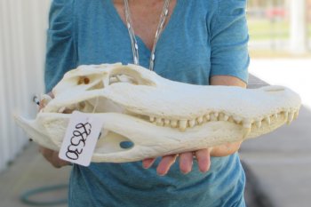  Real 18" B-Grade Florida Alligator Skull