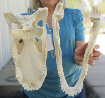  Real 18" B-Grade Florida Alligator Skull