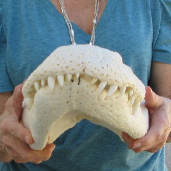  Real 18" Florida Alligator Skull