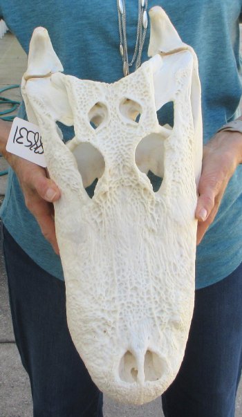  Real 18" Florida Alligator Skull