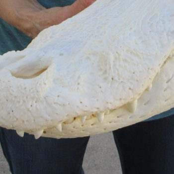  Real 18" Florida Alligator Skull