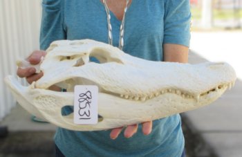  Real 18" Florida Alligator Skull