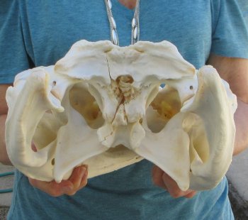  Real 18" Florida Alligator Skull