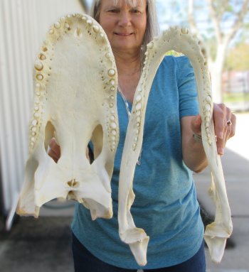  Real 18" Florida Alligator Skull