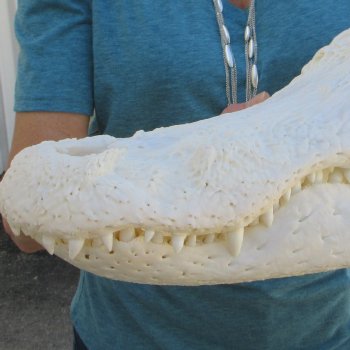  Real 18" Florida Alligator Skull