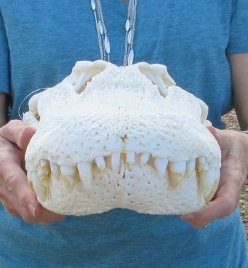  Real 19" A-Grade Florida Alligator Skull