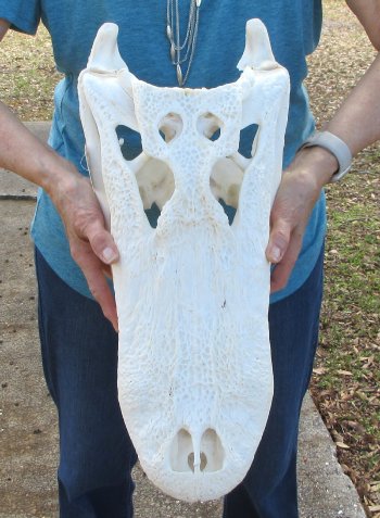  Real 19" A-Grade Florida Alligator Skull