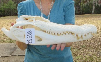  Real 19" A-Grade Florida Alligator Skull