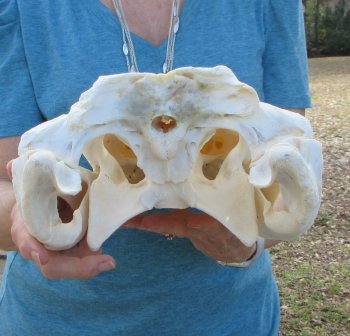  Real 19" A-Grade Florida Alligator Skull