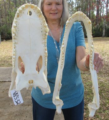  Real 19" A-Grade Florida Alligator Skull