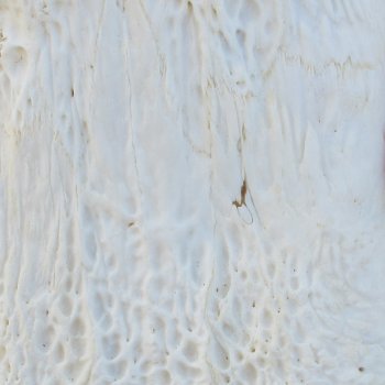  Real 19" A-Grade Florida Alligator Skull