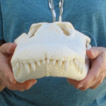  Real 16" Florida Alligator Skull