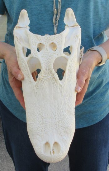  Real 16" Florida Alligator Skull
