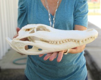 Real 16" Florida Alligator Skull