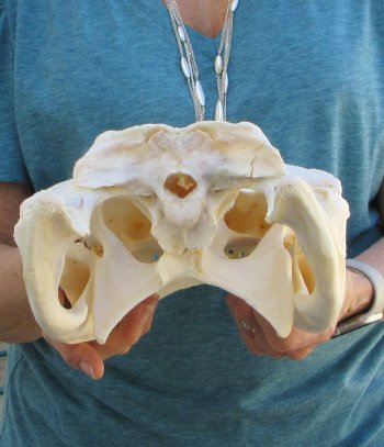  Real 16" Florida Alligator Skull