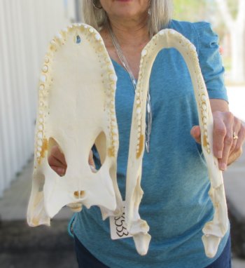  Real 16" Florida Alligator Skull
