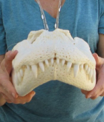  Real 19" Florida Alligator Skull