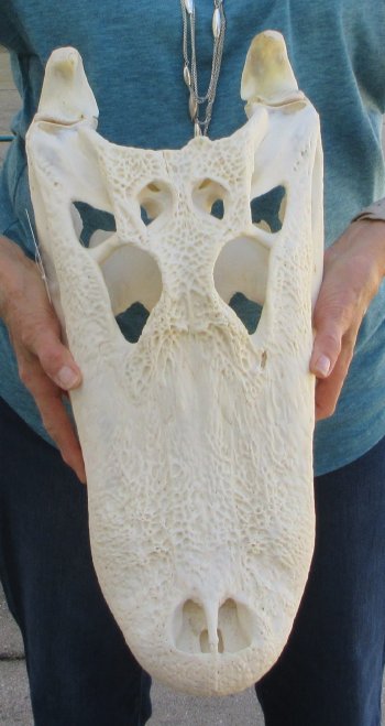  Real 19" Florida Alligator Skull