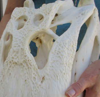  Real 19" Florida Alligator Skull