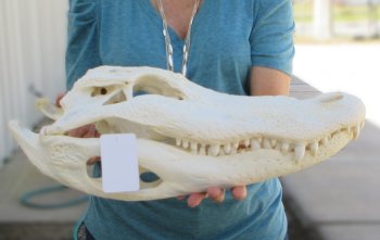  Real 19" Florida Alligator Skull