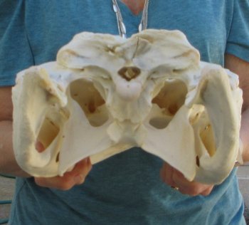  Real 19" Florida Alligator Skull