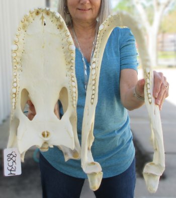  Real 19" Florida Alligator Skull