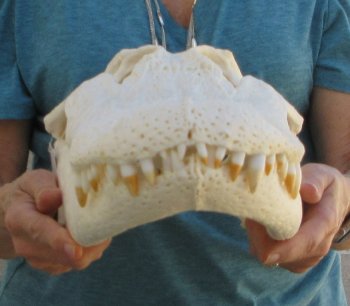  Real 20" A-Grade Florida Alligator Skull