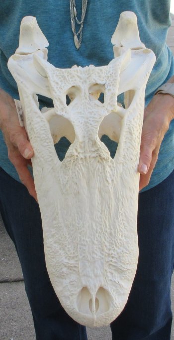  Real 20" A-Grade Florida Alligator Skull