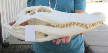  Real 20" A-Grade Florida Alligator Skull