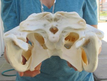  Real 20" A-Grade Florida Alligator Skull