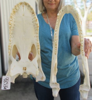  Real 20" A-Grade Florida Alligator Skull