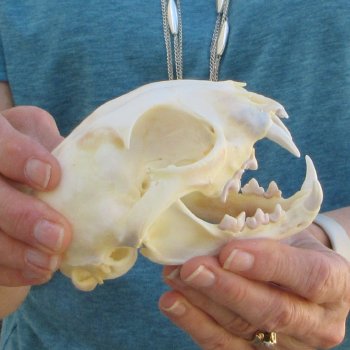 4-3/4" x 3-1/2" Bobcat Skull