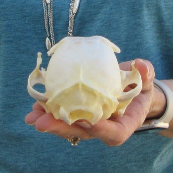 4-3/4" x 3-1/2" Bobcat Skull