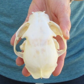 4-3/4" x 3-1/2" Bobcat Skull