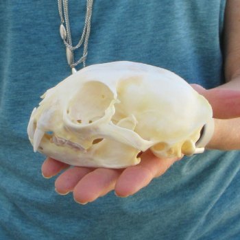 4-3/4" x 3-1/2" Bobcat Skull