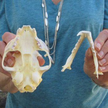 4-3/4" x 3-1/2" Bobcat Skull